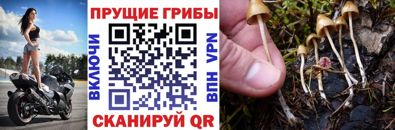 купить закладку Нестеровская Псилоцибиновые грибы мухоморы